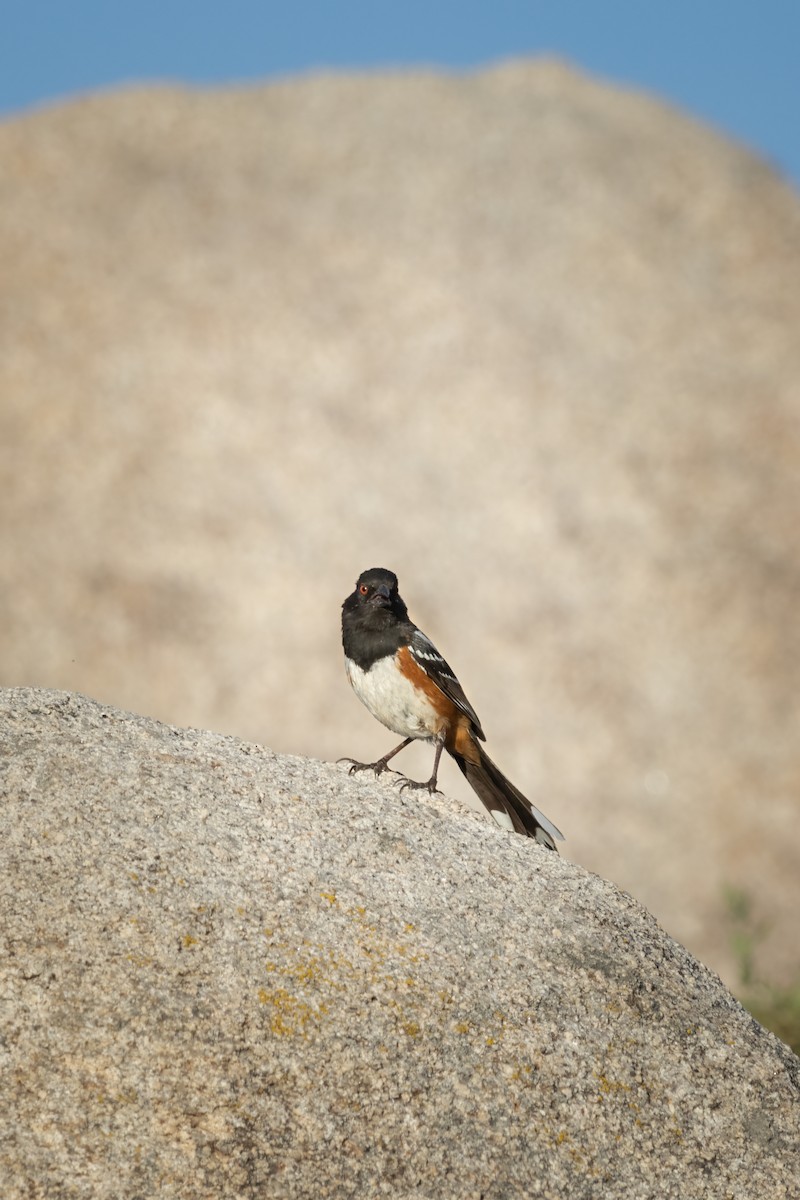 Spotted Towhee - ML566670121