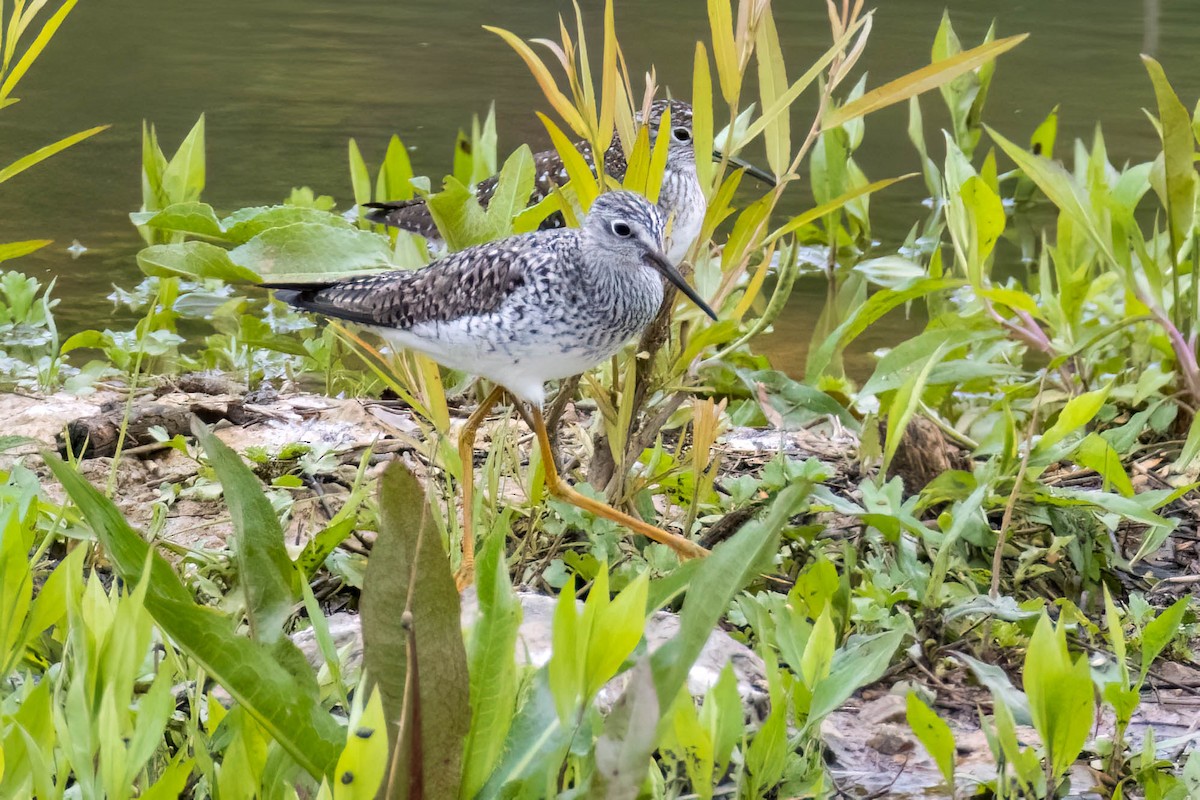 Lesser Yellowlegs - ML566670471