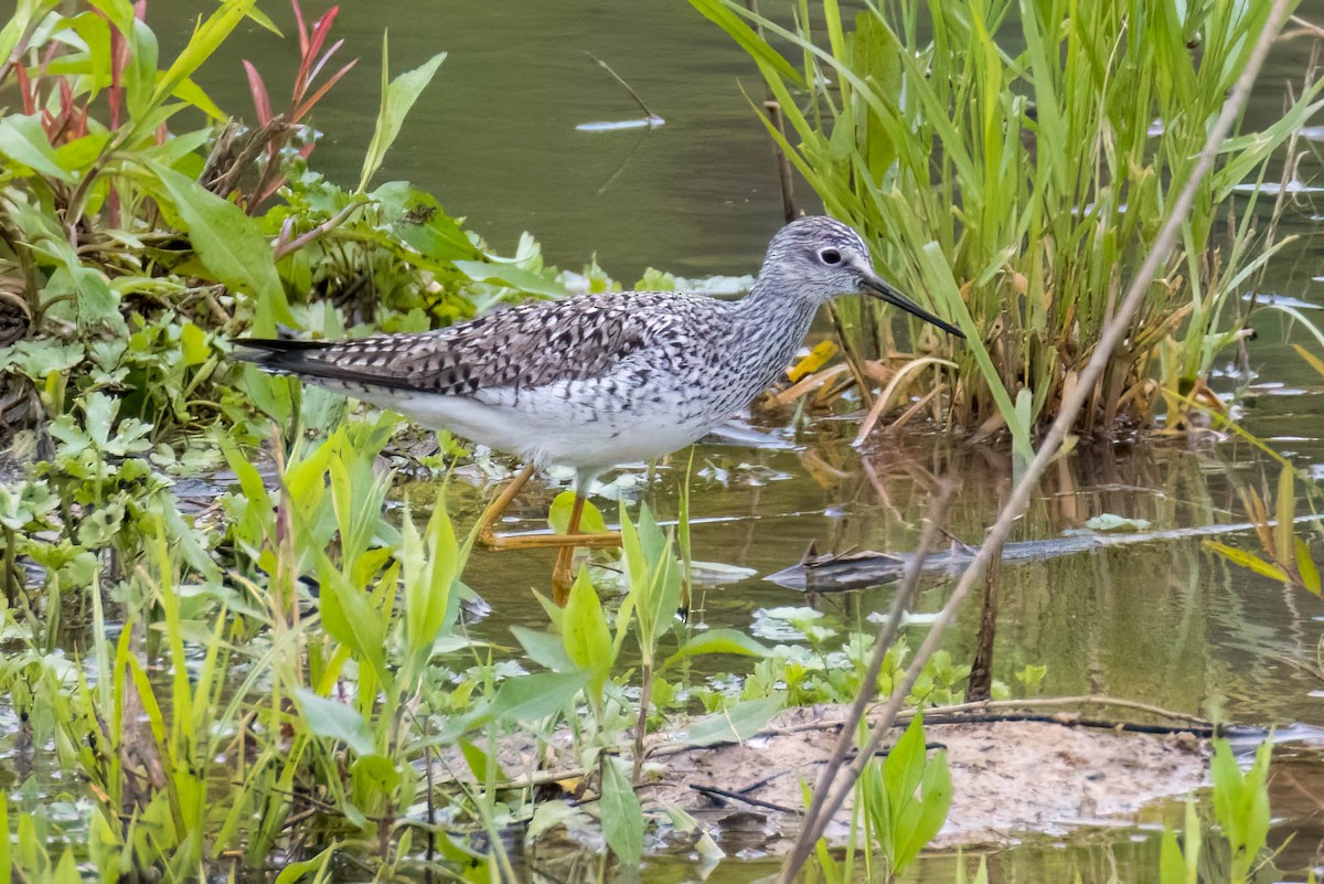 Lesser Yellowlegs - ML566670501