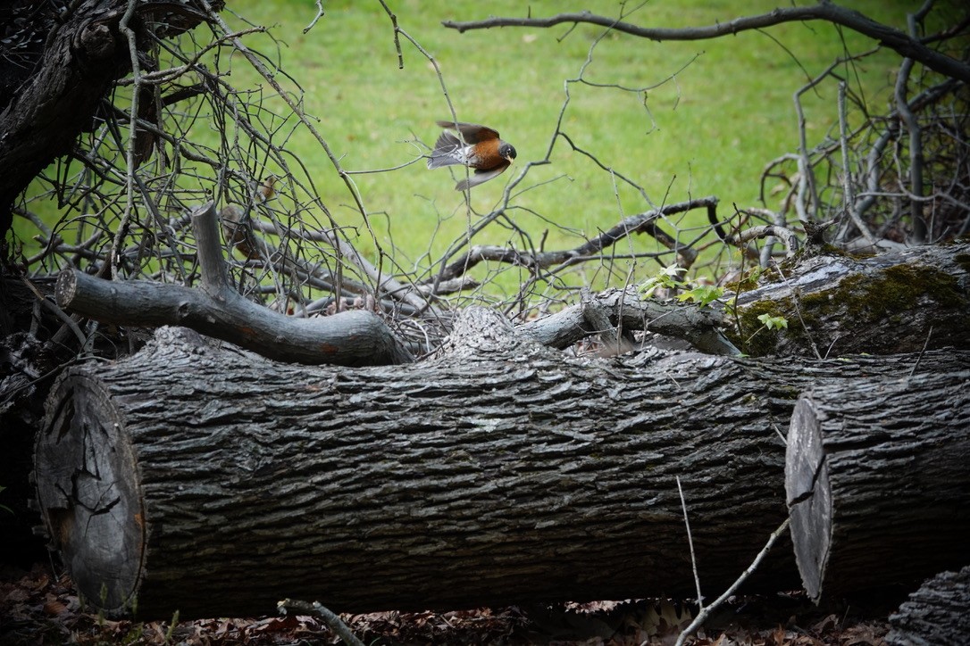 American Robin - ML566671441