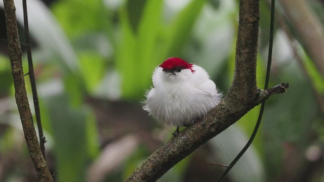 Araripe Manakin - ML566671601