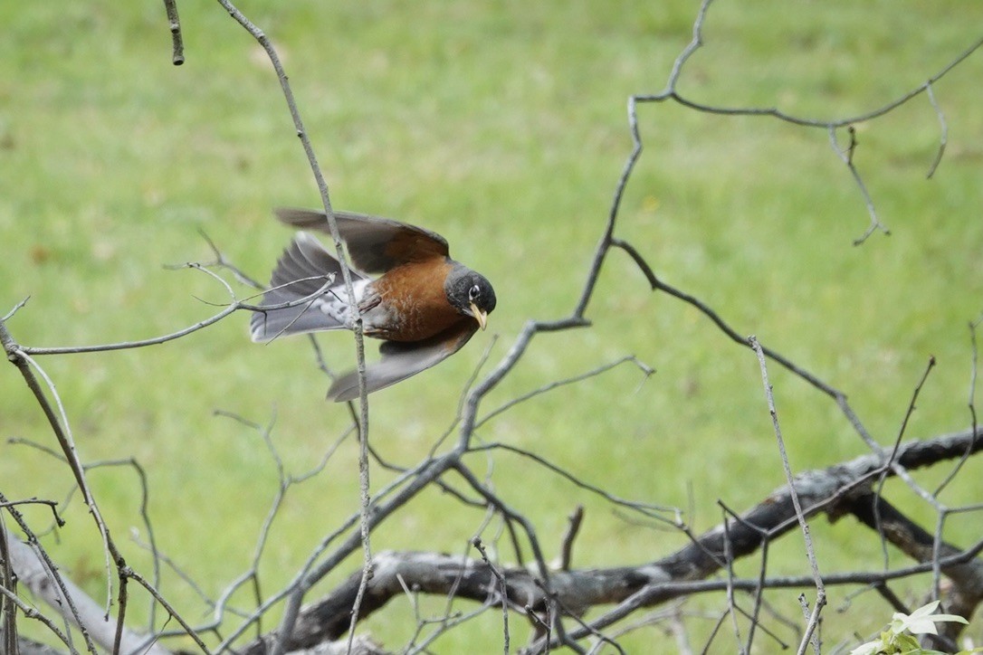 American Robin - ML566672041