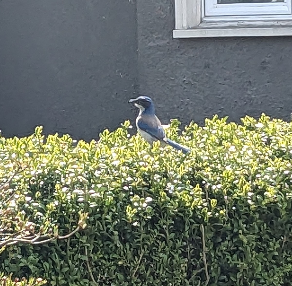 krattskrike - ML566672381