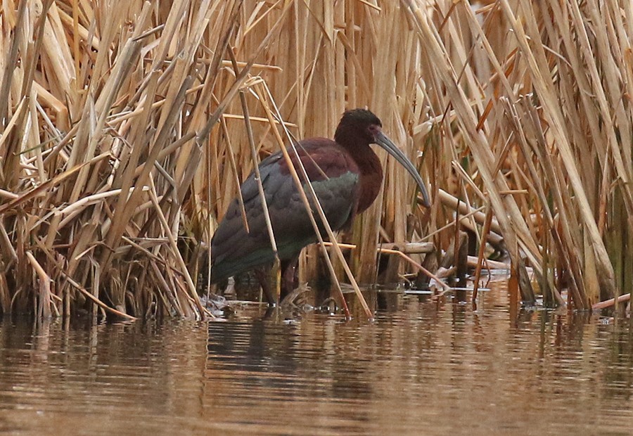 White-faced Ibis - ML56667241