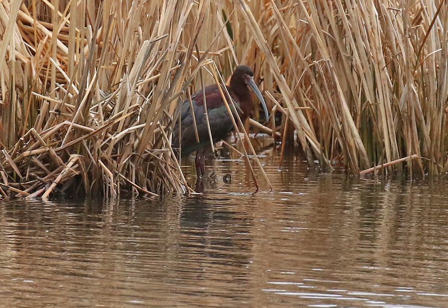 White-faced Ibis - ML56667251