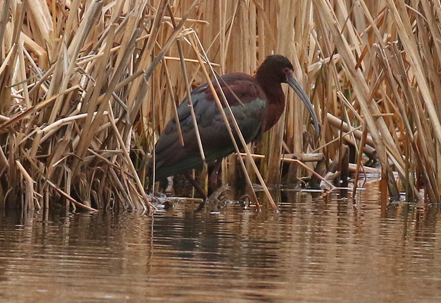 White-faced Ibis - ML56667261