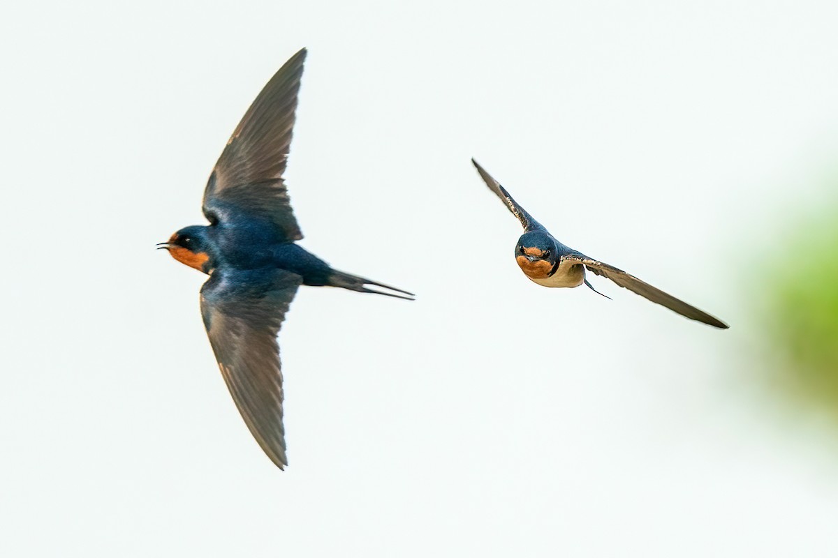 Barn Swallow - ML566673261