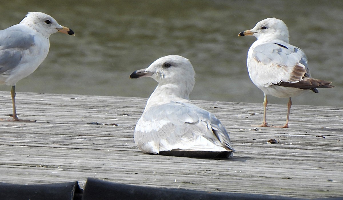 Iceland Gull - Jean Iron