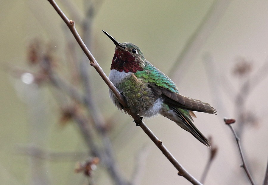 Broad-tailed Hummingbird - Alan Versaw