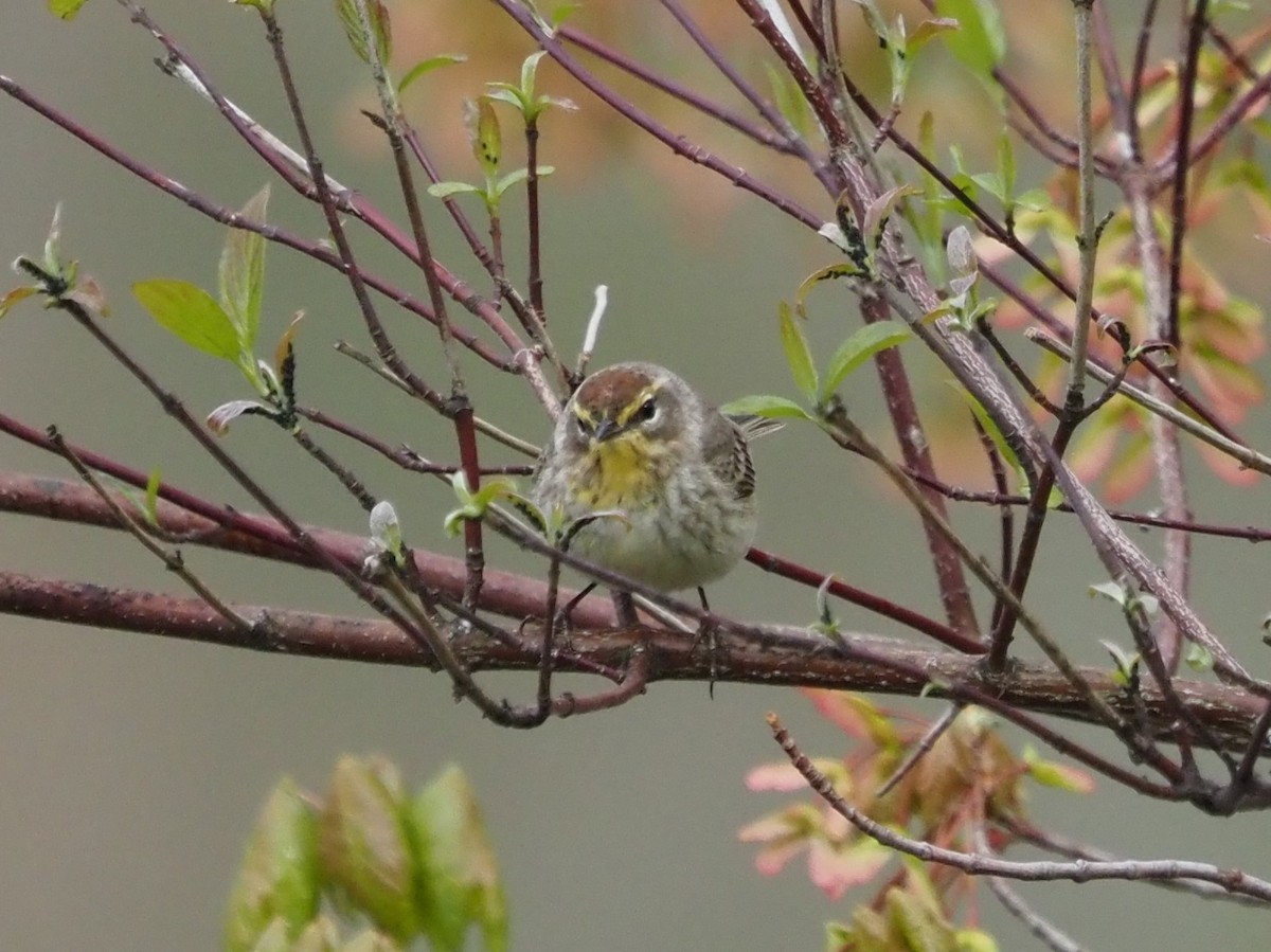 Palm Warbler - ML566674671