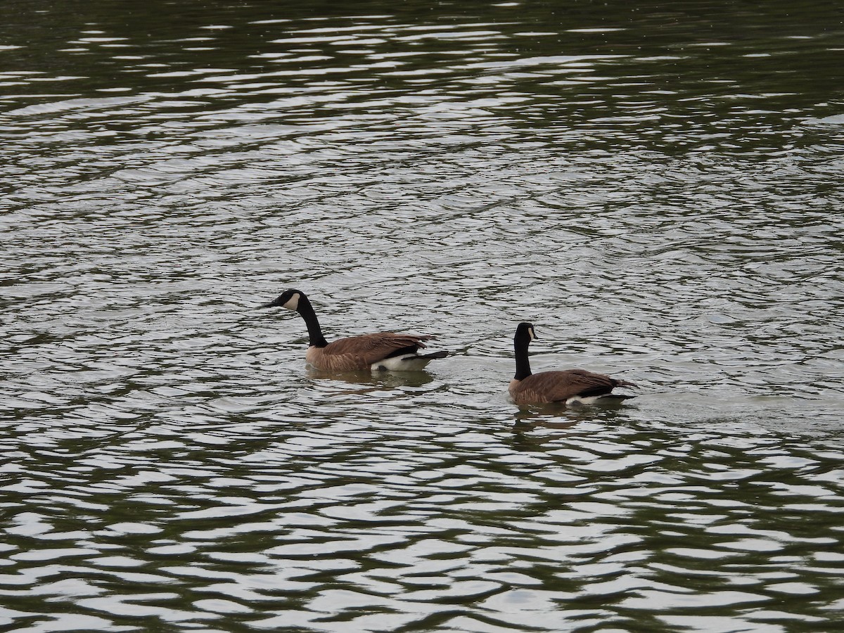 Canada Goose - ML566675591