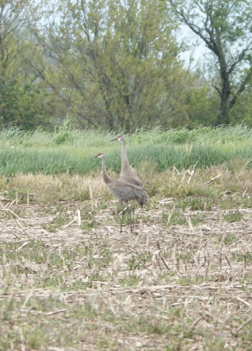 Sandhill Crane - ML566675611