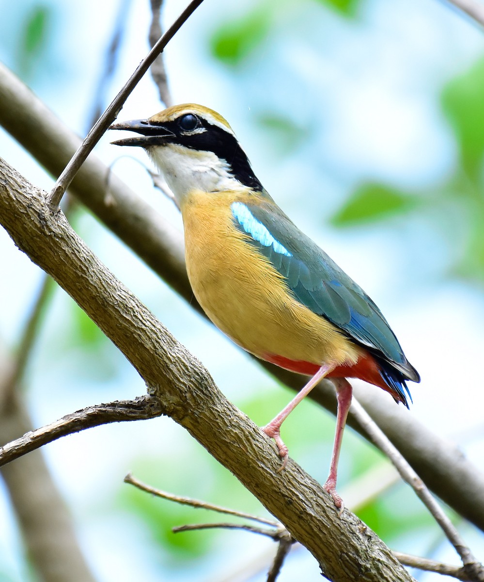 Indian Pitta - Arindam Roy