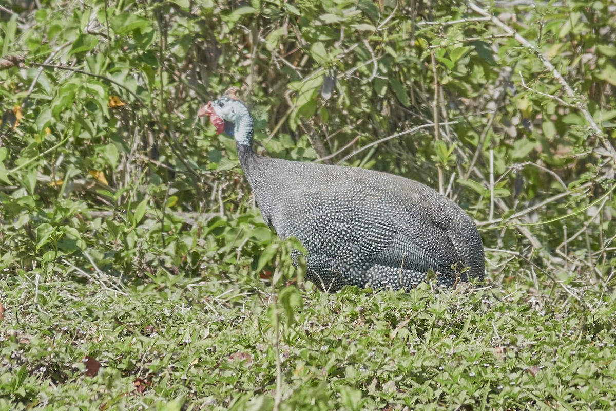 Helmeted Guineafowl (Domestic type) - ML566676801