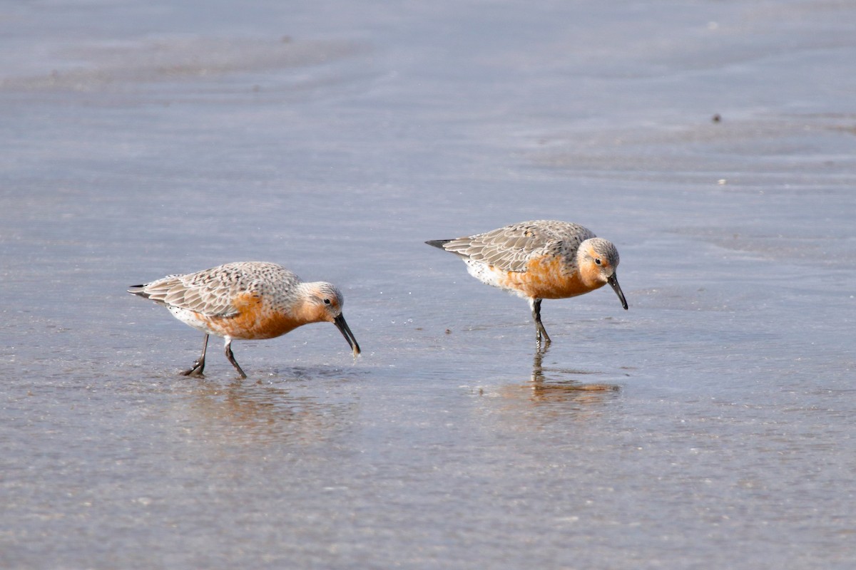 Red Knot - Nahuel Melisa Aguirre Gago