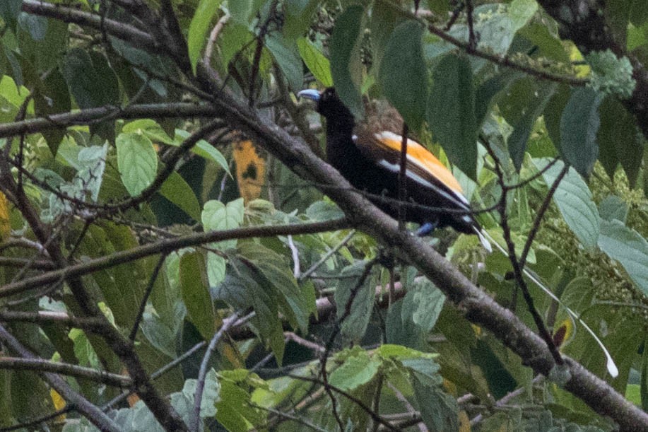 Magnificent Bird-of-Paradise - Doug Gochfeld