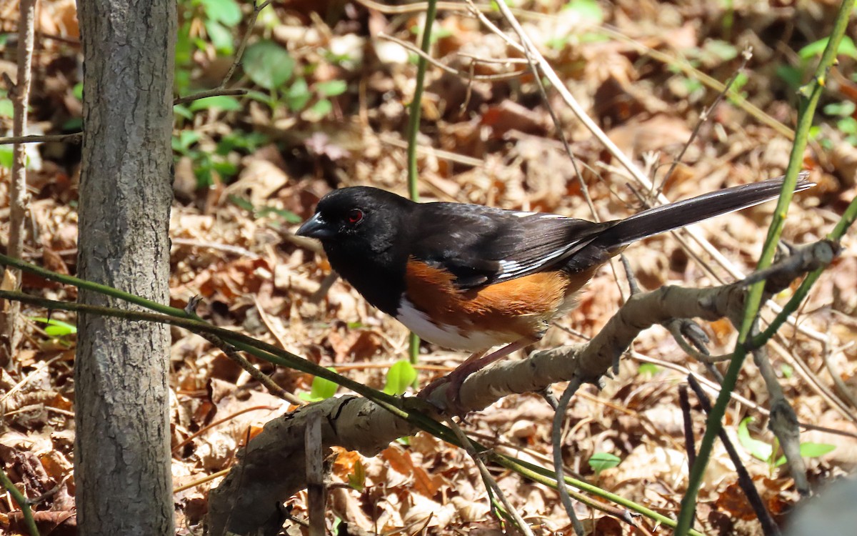 Eastern Towhee - ML566677911