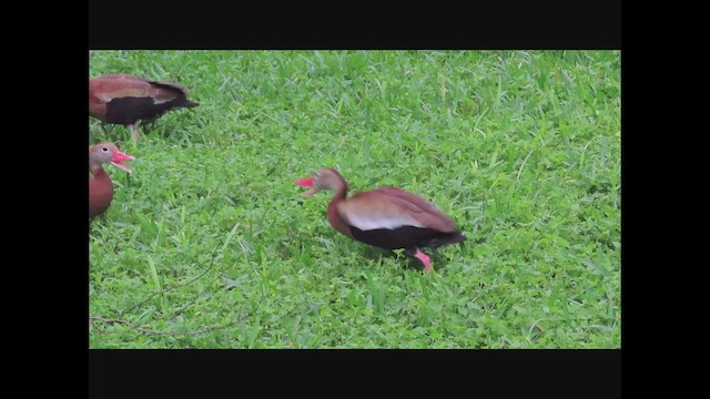 Black-bellied Whistling-Duck - ML566678531