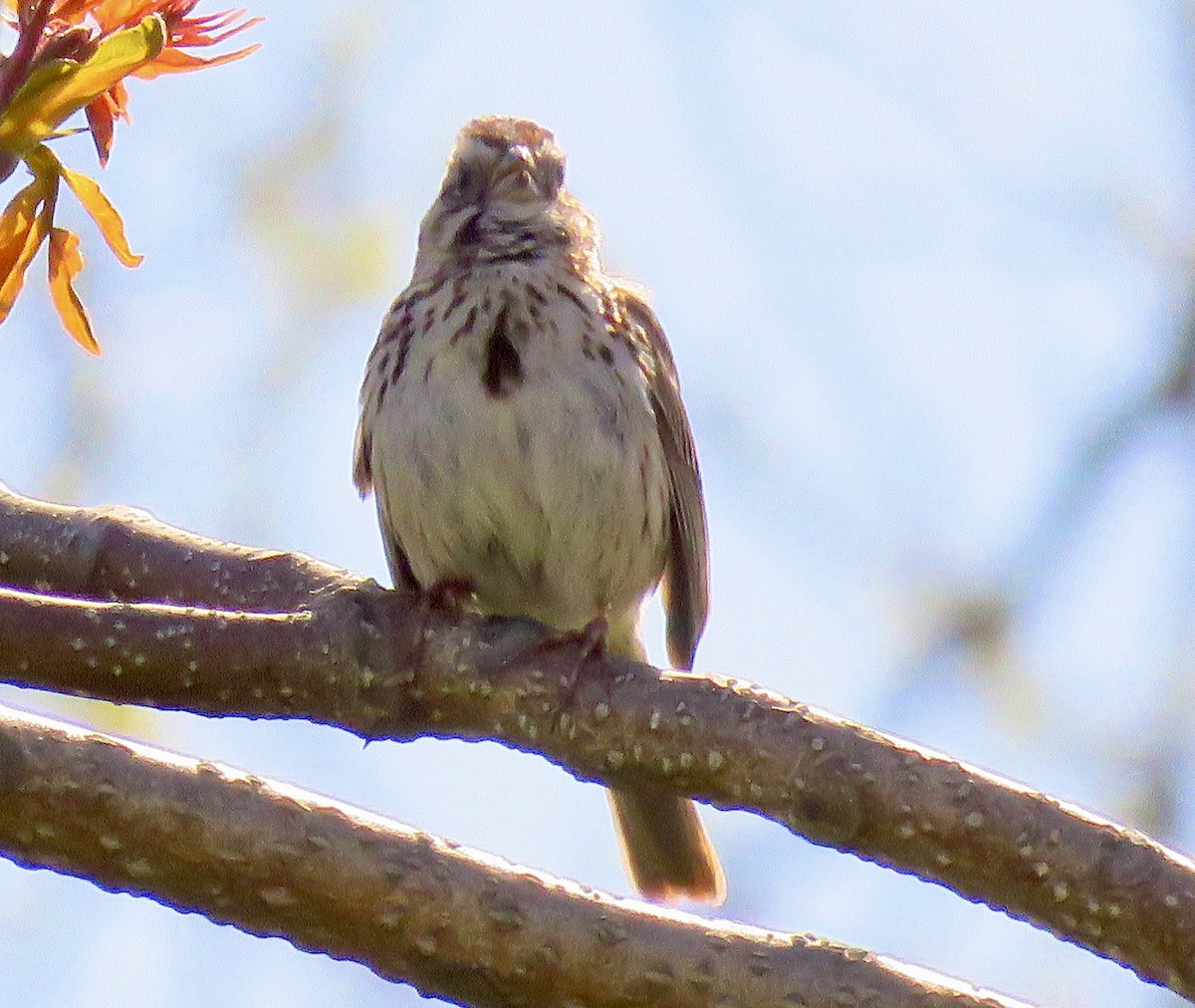 Song Sparrow - ML566681451