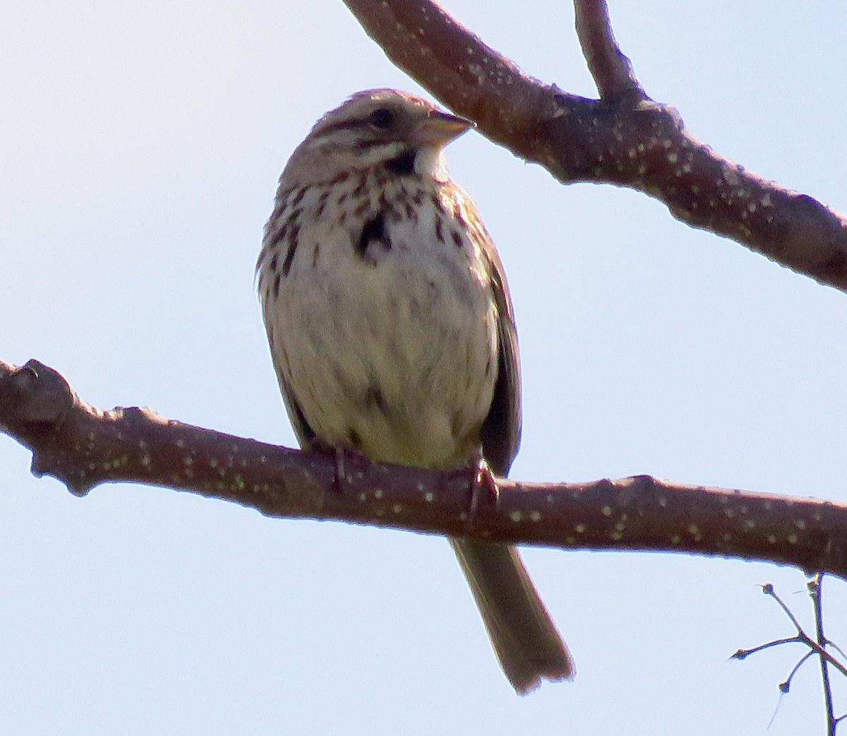 Song Sparrow - ML566681481