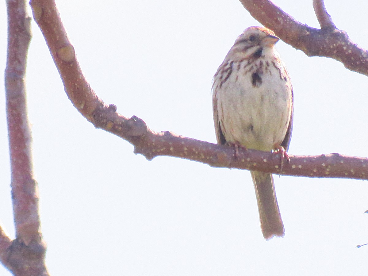 Song Sparrow - ML566681501