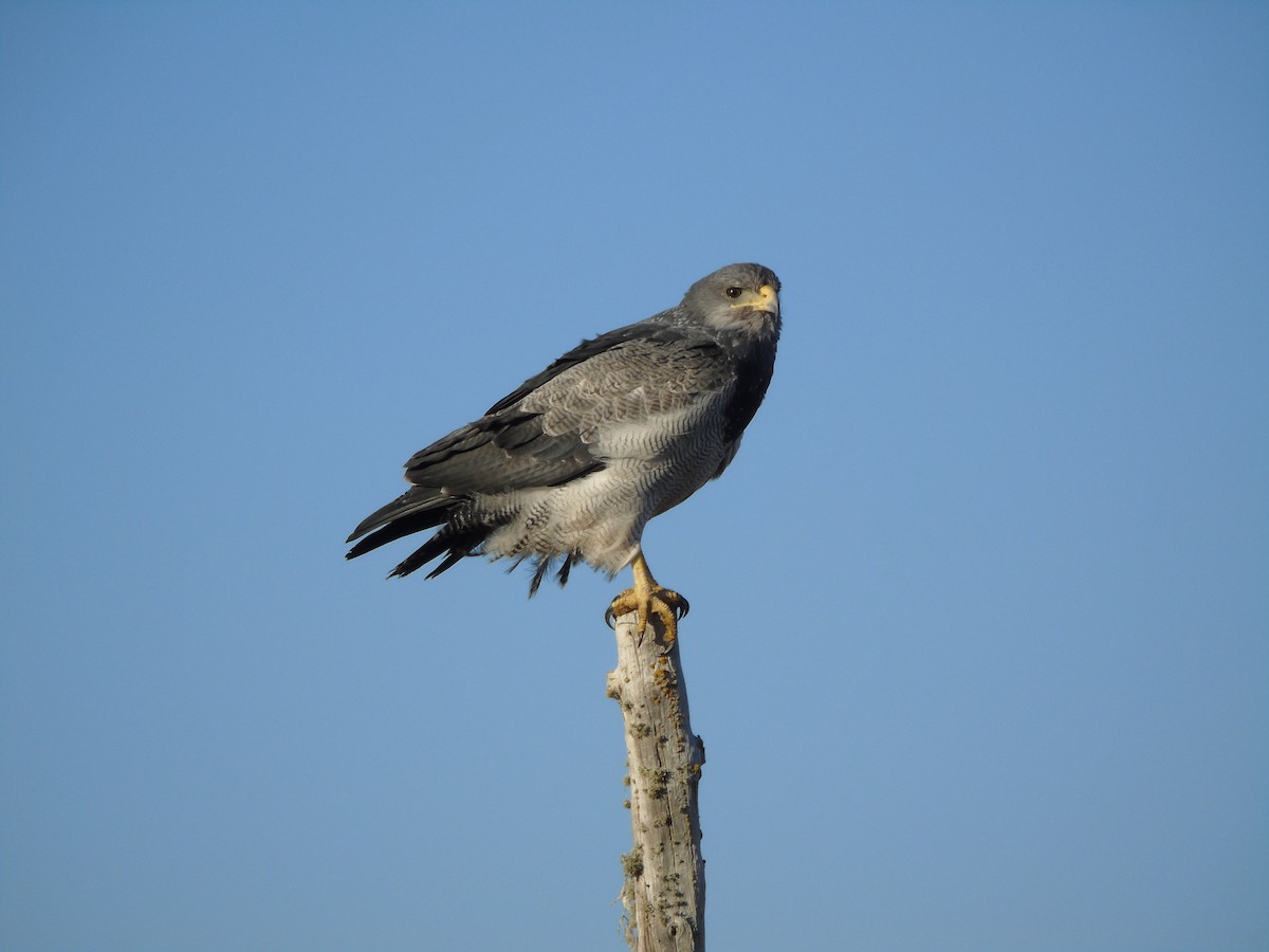Black-chested Buzzard-Eagle - ML566681671