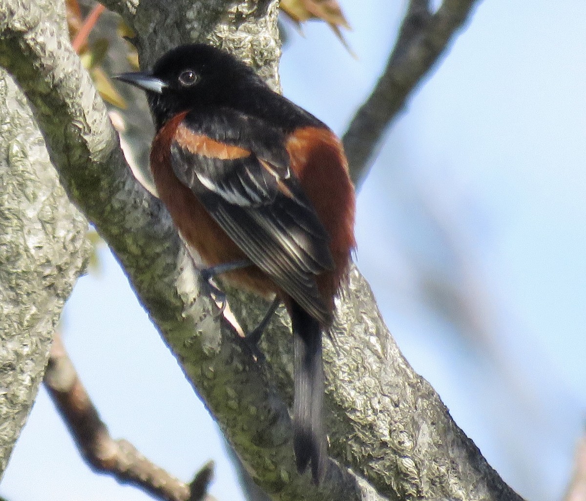 Orchard Oriole - ML566681861