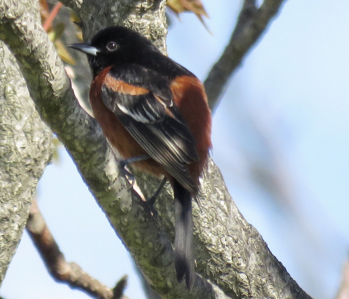 Orchard Oriole - Randy Bumbury