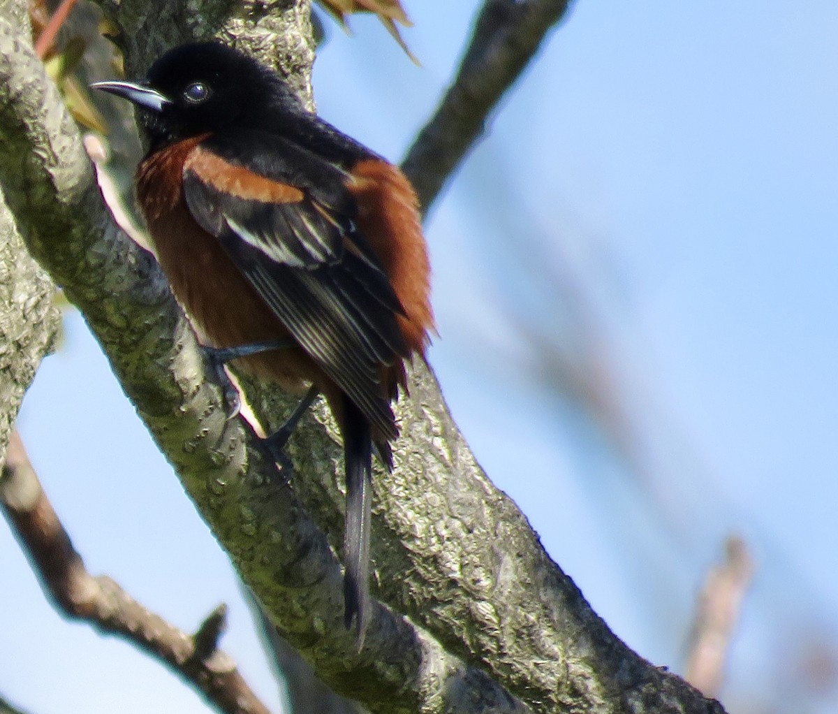 Orchard Oriole - ML566681901