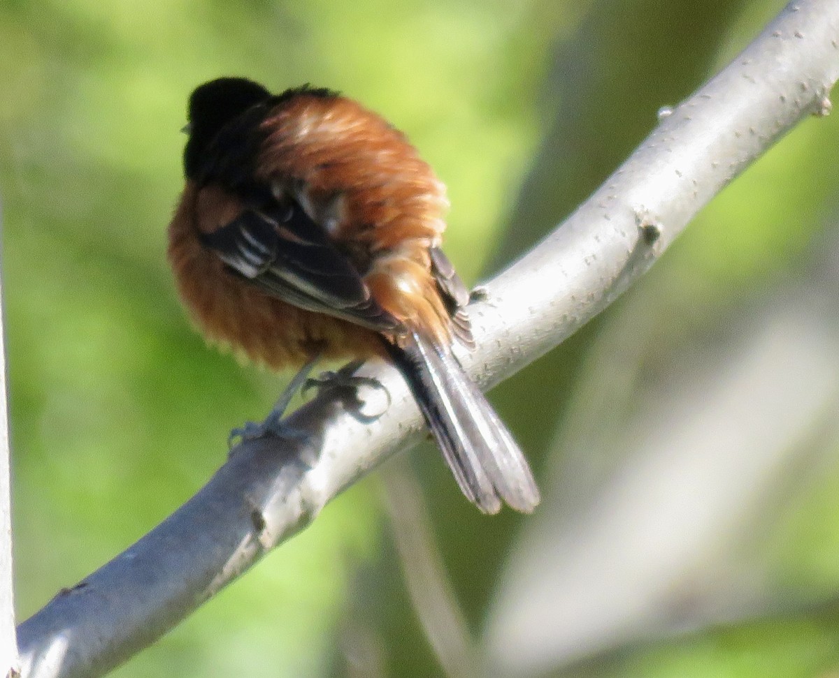 Orchard Oriole - ML566681911