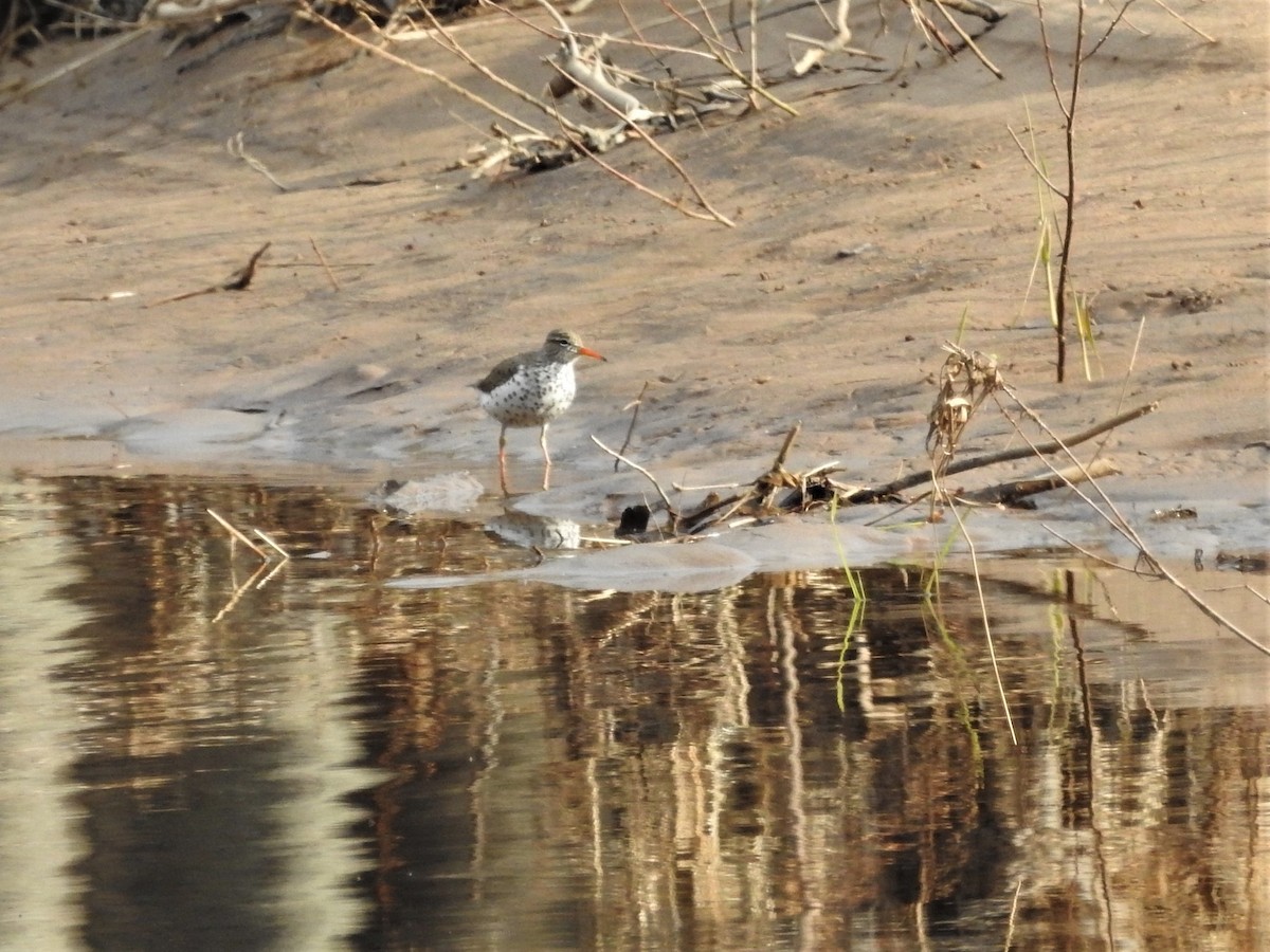 Spotted Sandpiper - ML566682261