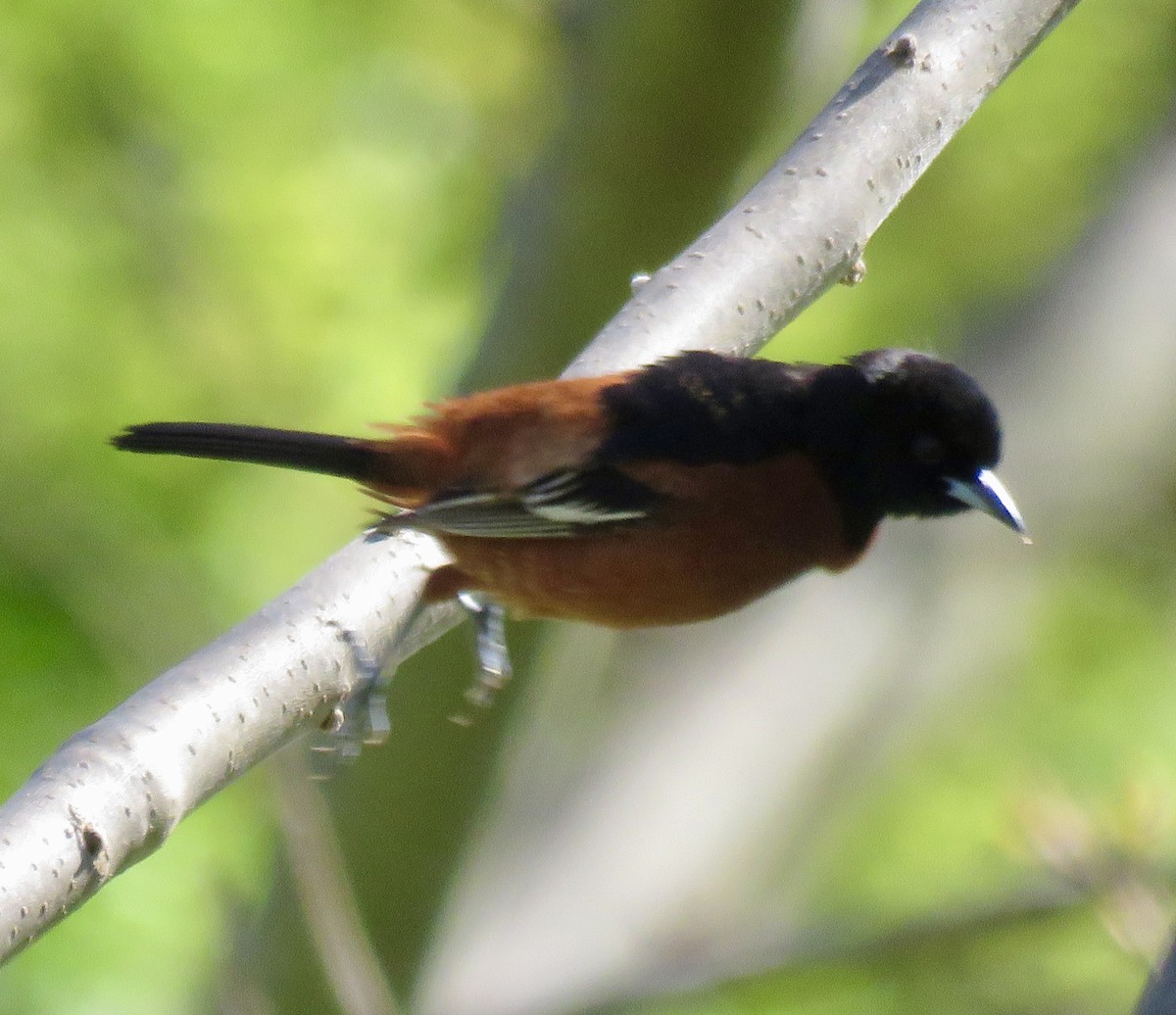 Orchard Oriole - ML566682281