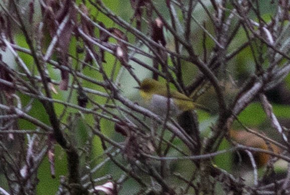 New Guinea White-eye - ML566682811