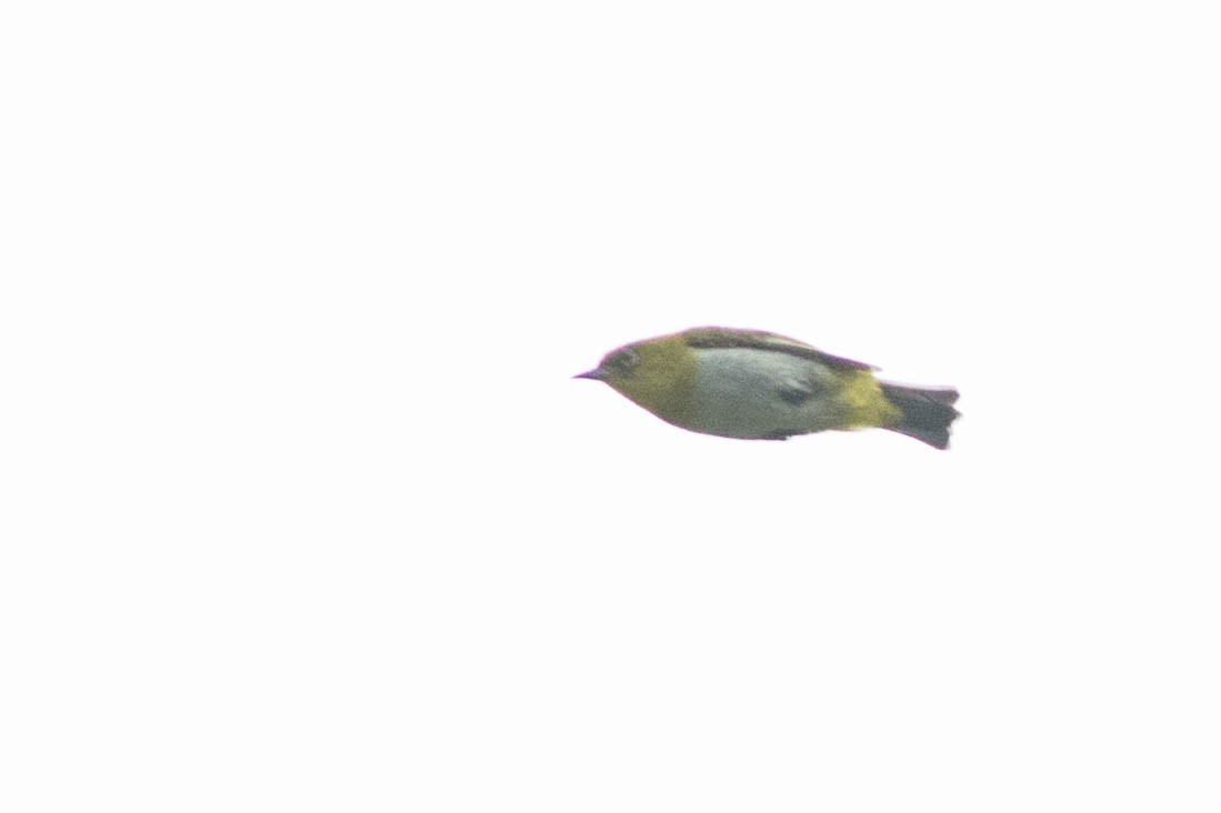 New Guinea White-eye - Doug Gochfeld