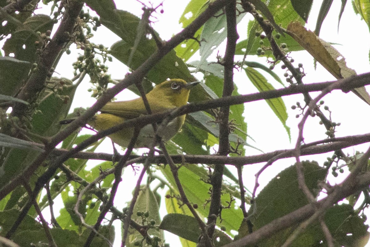 New Guinea White-eye - ML566682991