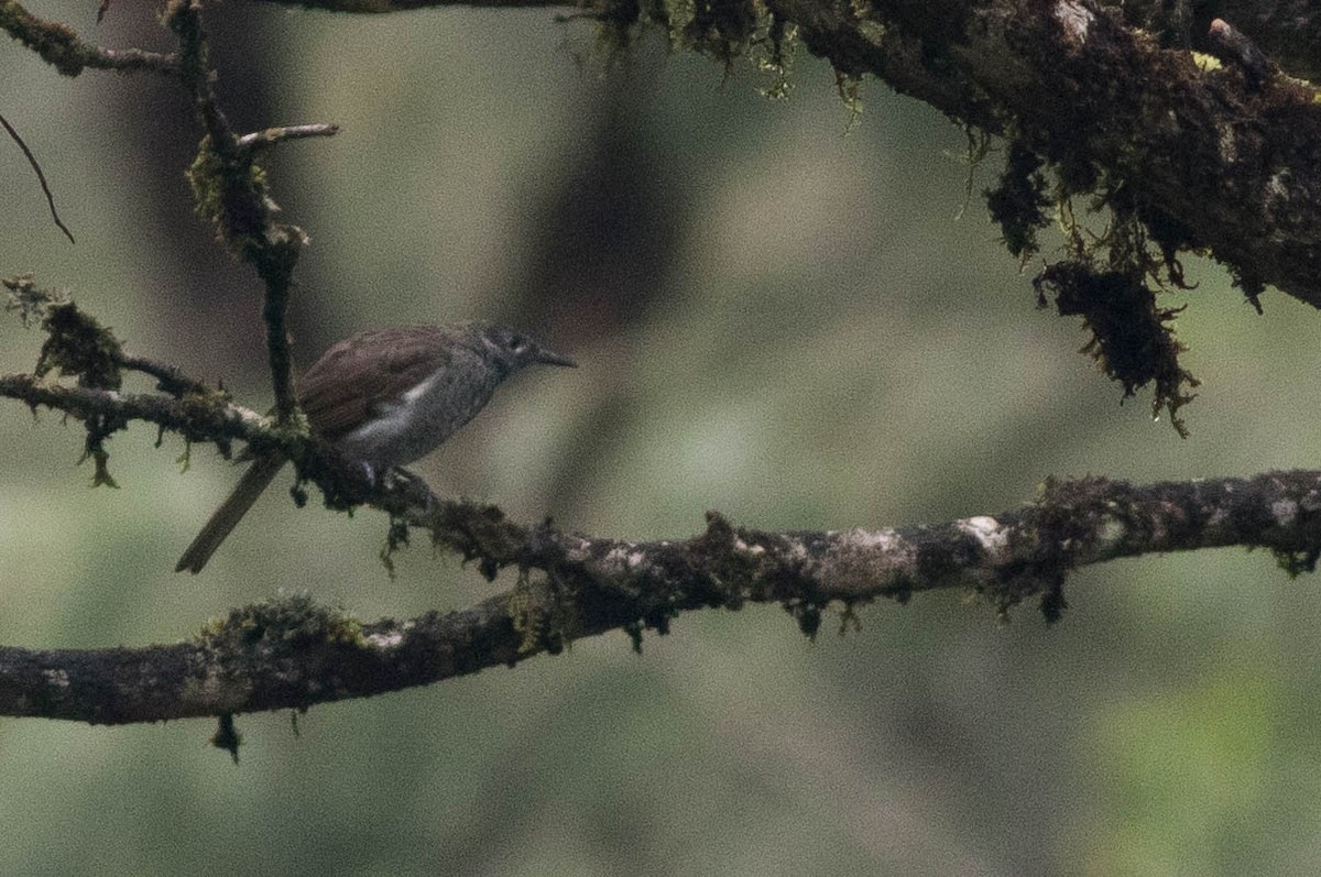 Marbled Honeyeater - ML566683231