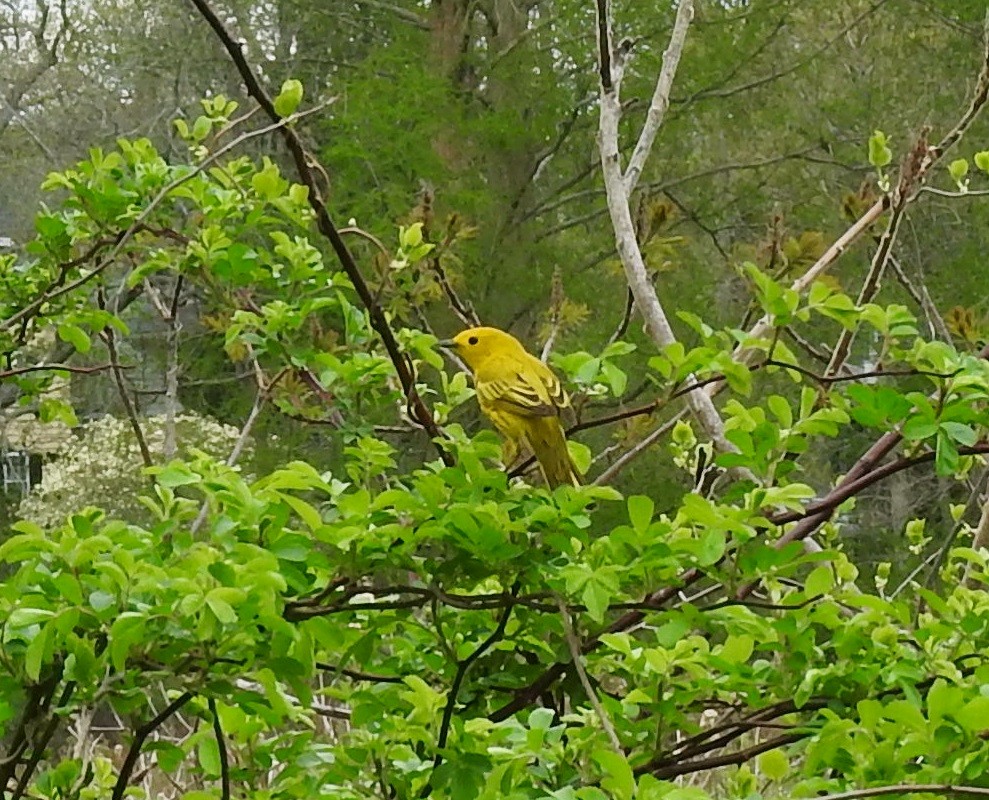 Yellow Warbler - ML56668361