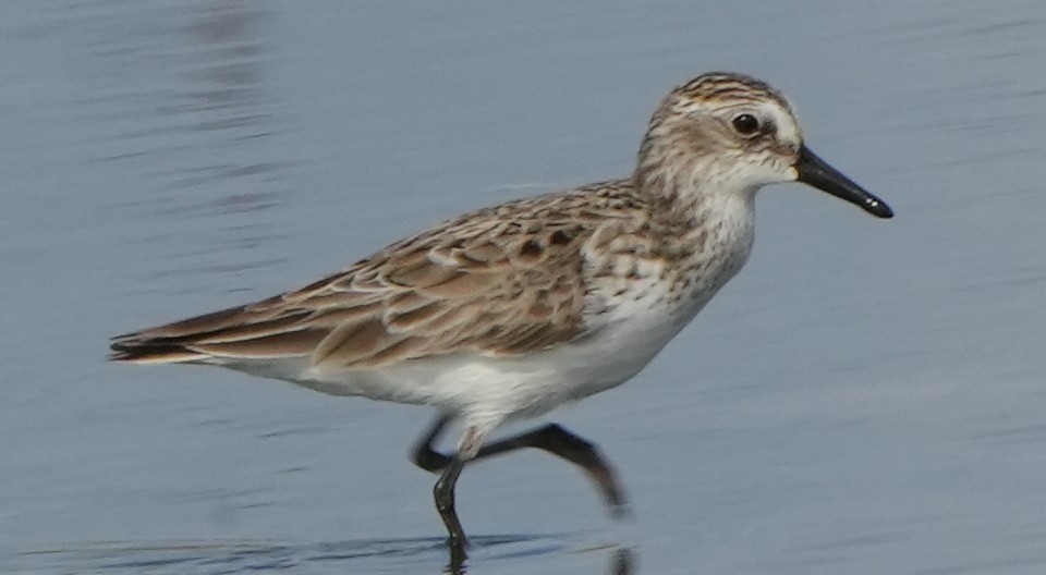 Semipalmated Sandpiper - ML566684161