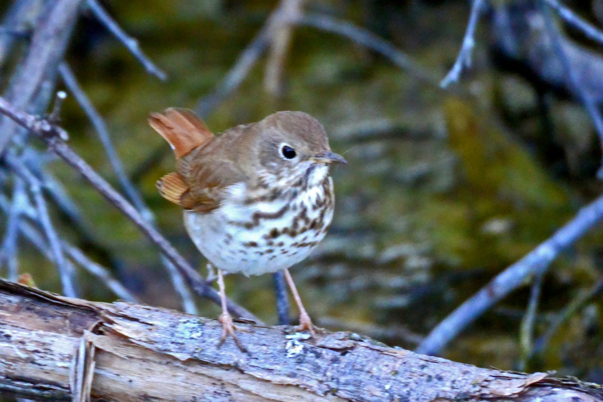 Hermit Thrush - ML566684351