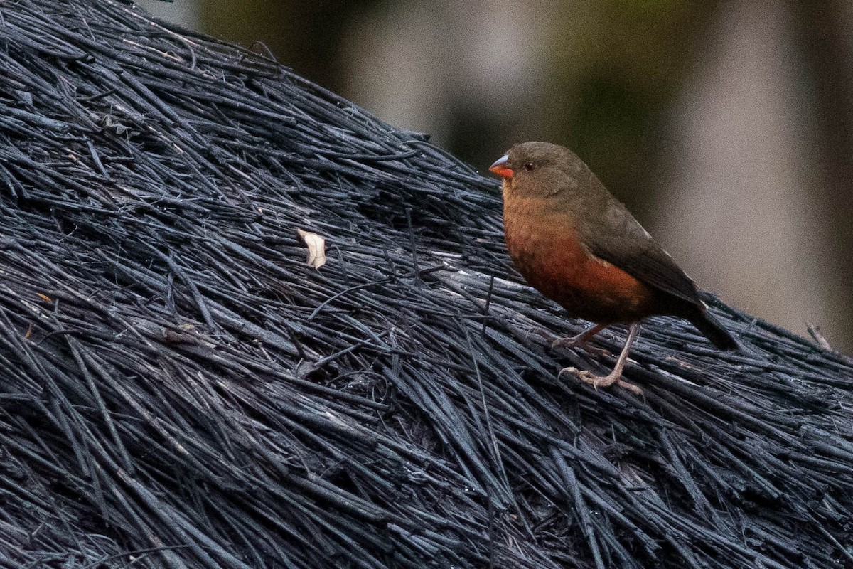 Mountain Firetail - ML566684471