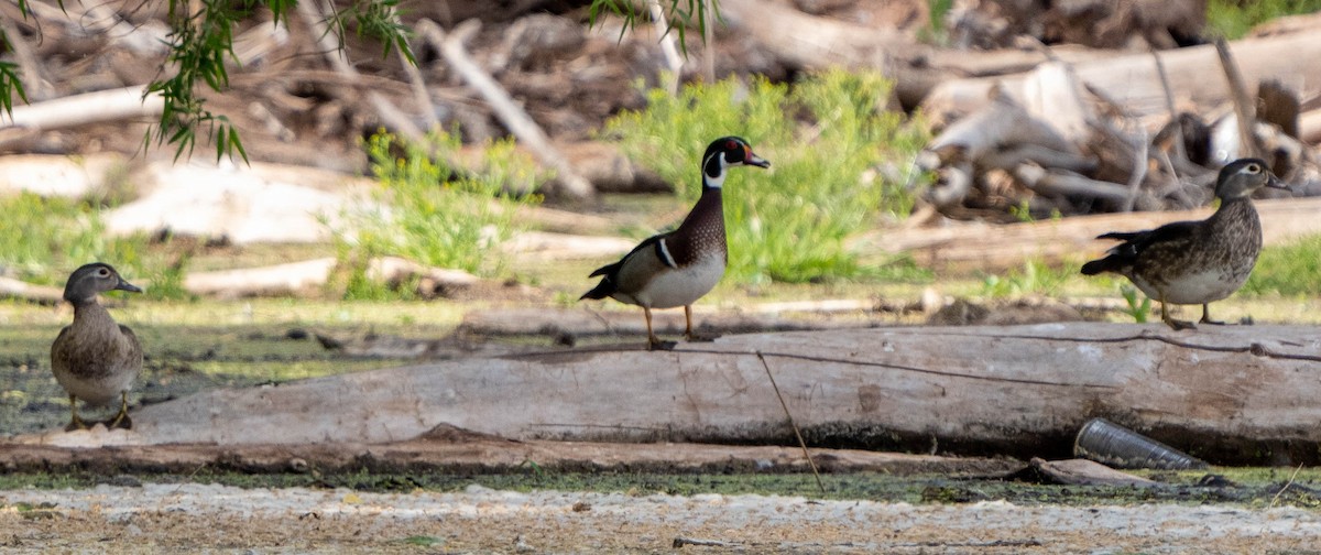 Wood Duck - ML566684651