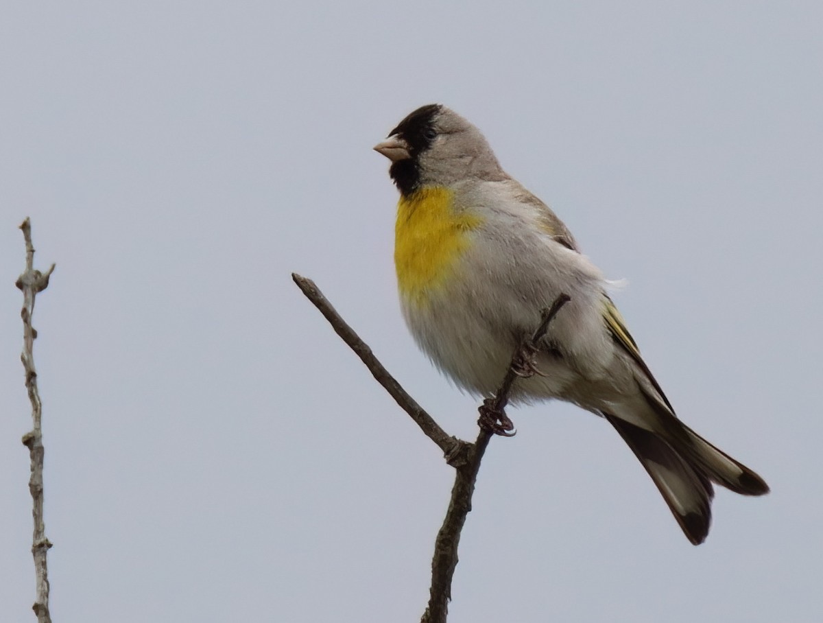 Lawrence's Goldfinch - Sally Veach