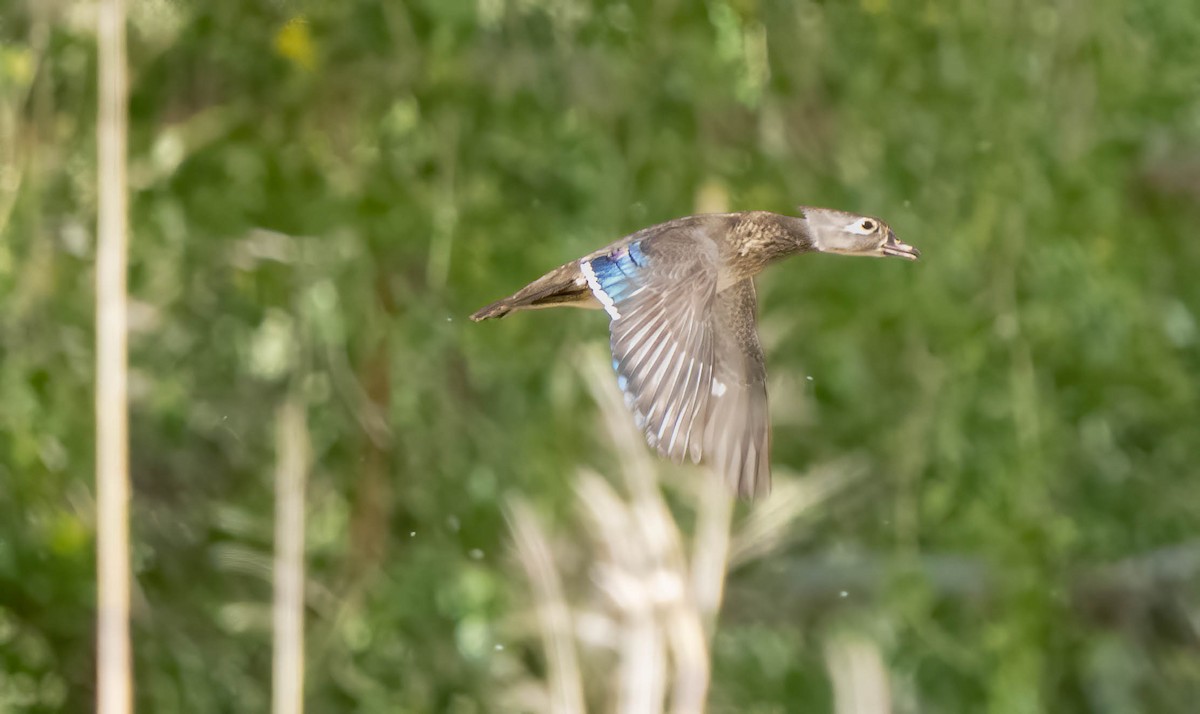 Wood Duck - ML566684981