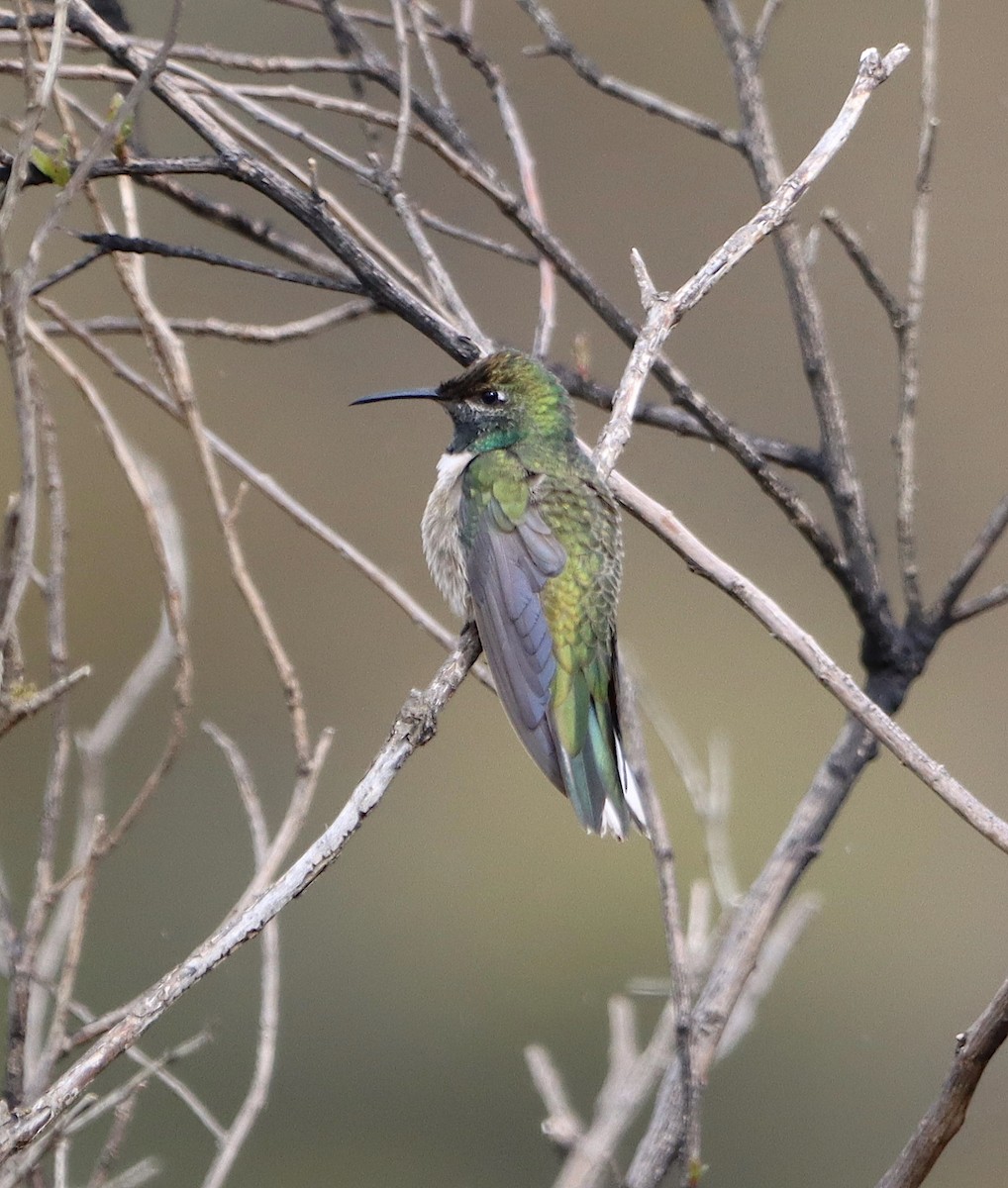 Green-headed Hillstar - ML566686071