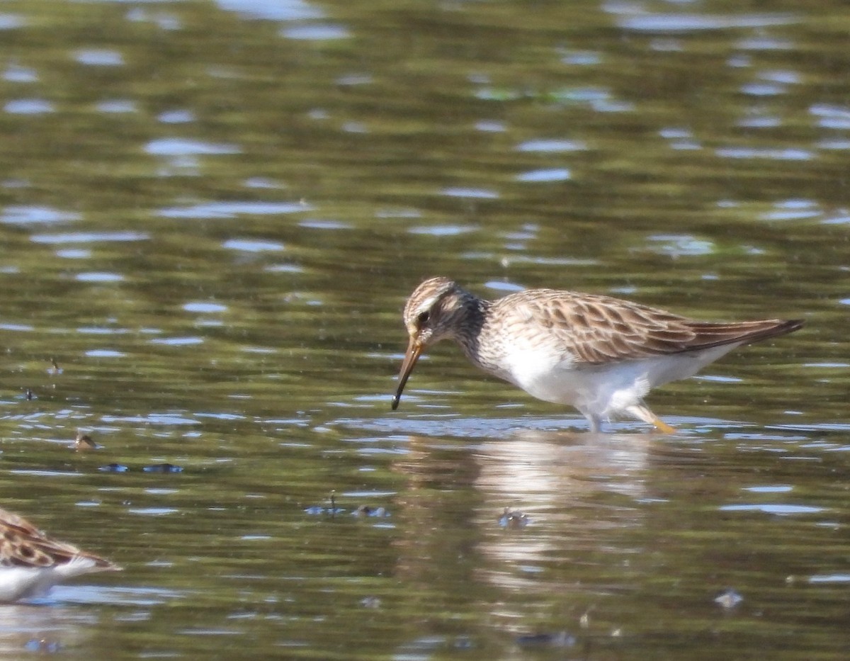 Graubrust-Strandläufer - ML566686101