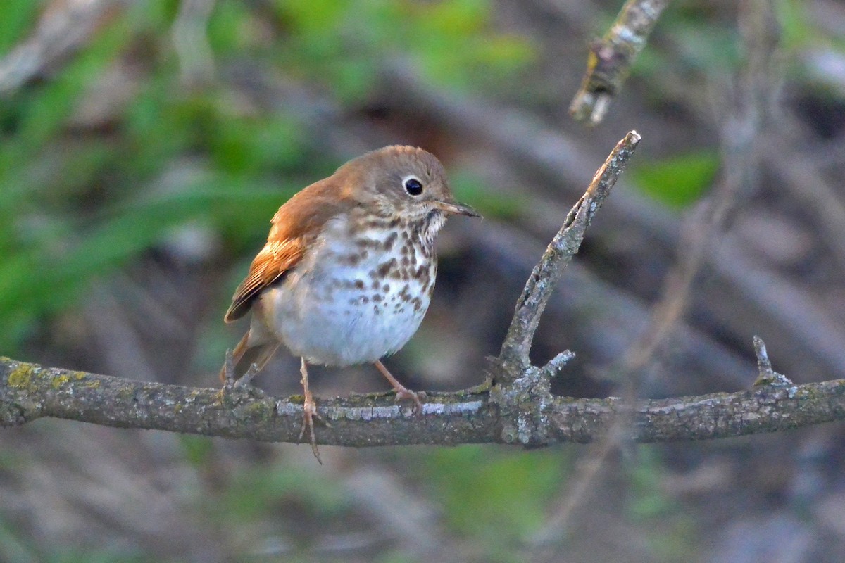 Hermit Thrush - ML566686401