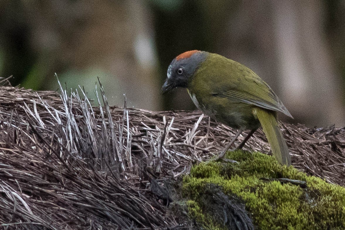 Rufous-naped Bellbird - ML566686491