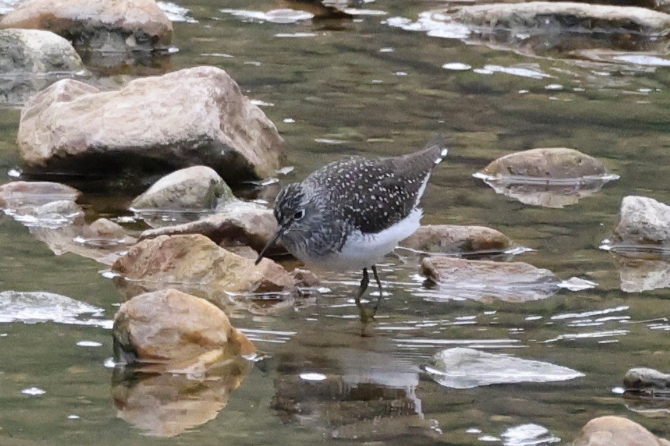 Solitary Sandpiper - ML566686801