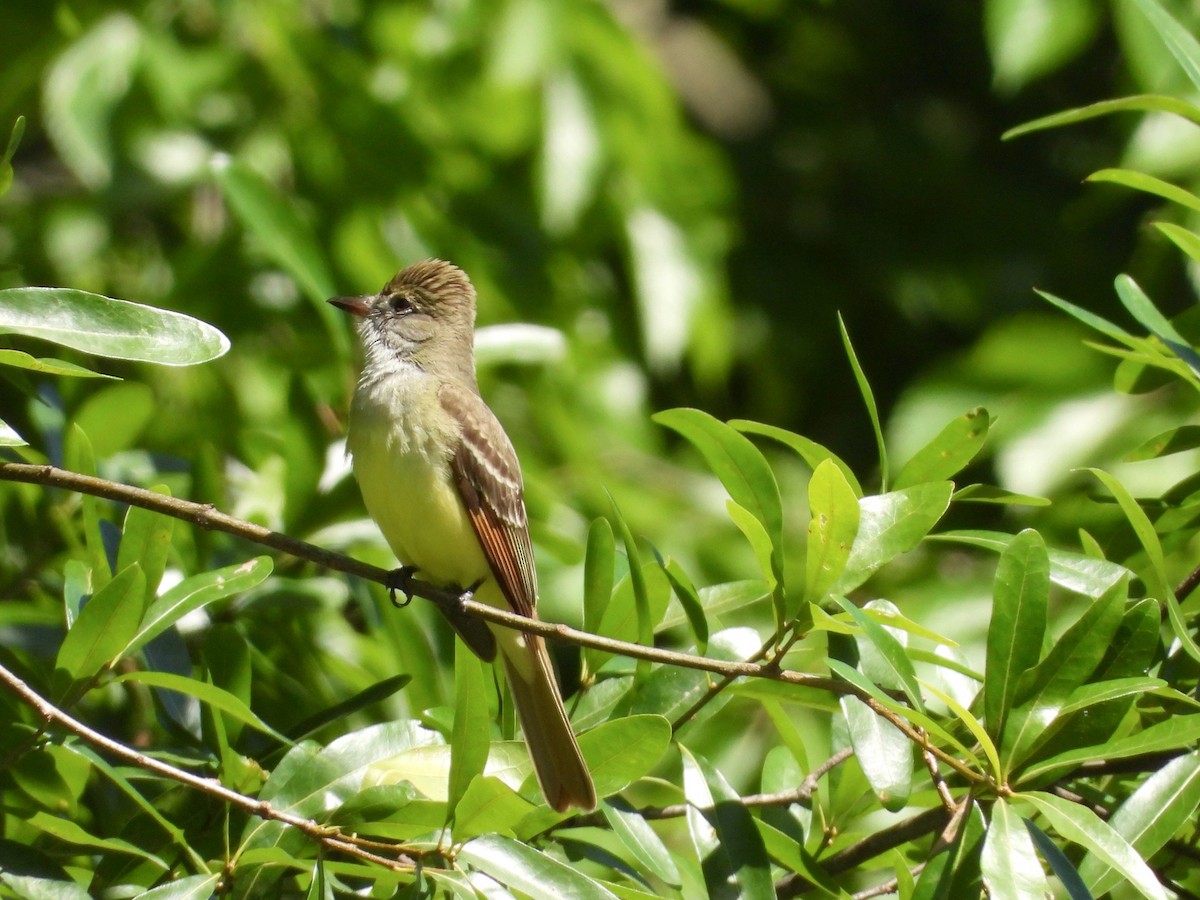 Great Crested Flycatcher - ML566687021