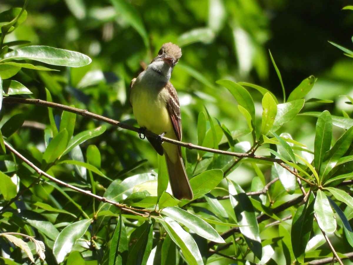 Great Crested Flycatcher - ML566687031